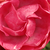 Rózsaszín - Virágágyi polianta rózsa - Dick Koster